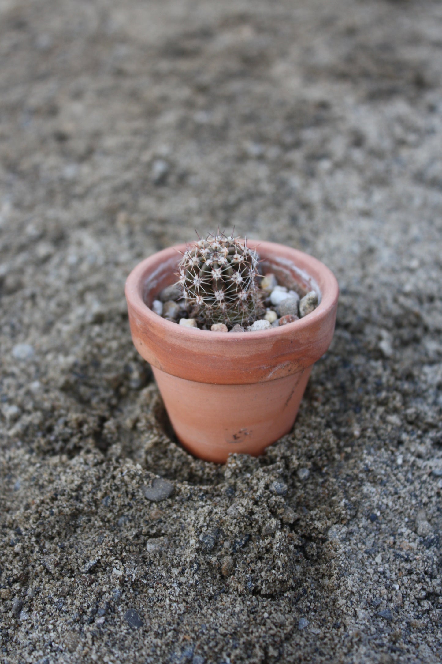 Echinopsis Peach Monard x Terracotta   | 🇬🇧 UK grown.