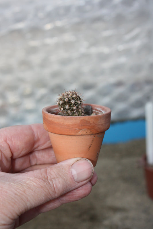 Echinopsis Peach Monard x Terracotta   | 🇬🇧 UK grown.
