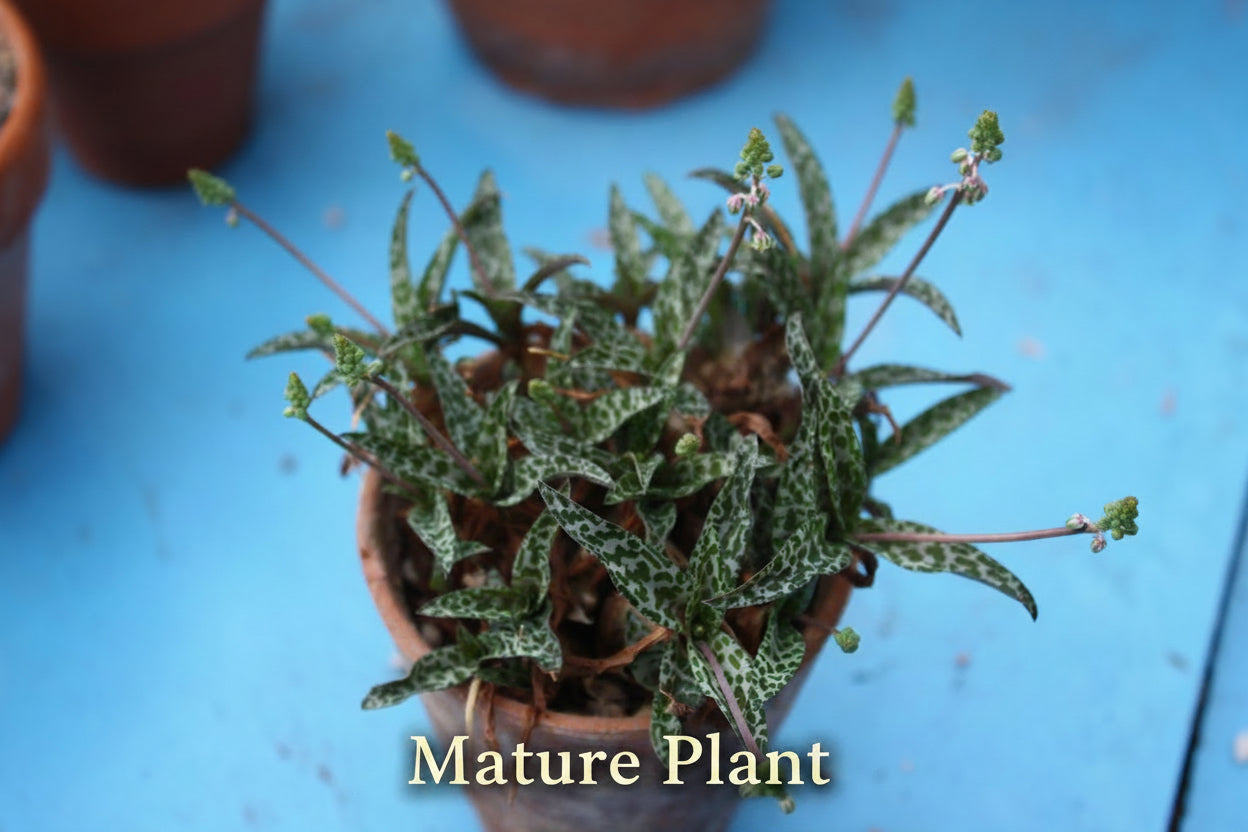 Silver Squill Plant (Ledeboura socialis)/ (Scilla pauciflora) |Succulent - UK grown houseplant - Barney Plants