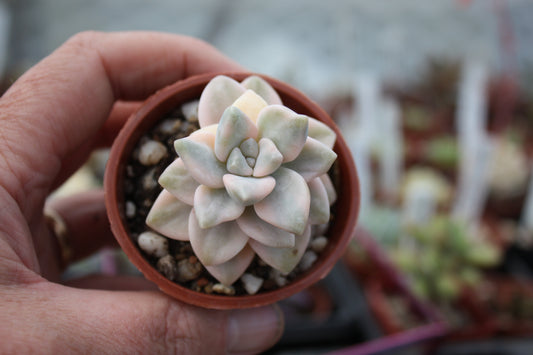 x Graptoveria 'Titubans' f. variegata  (Apricot Form)