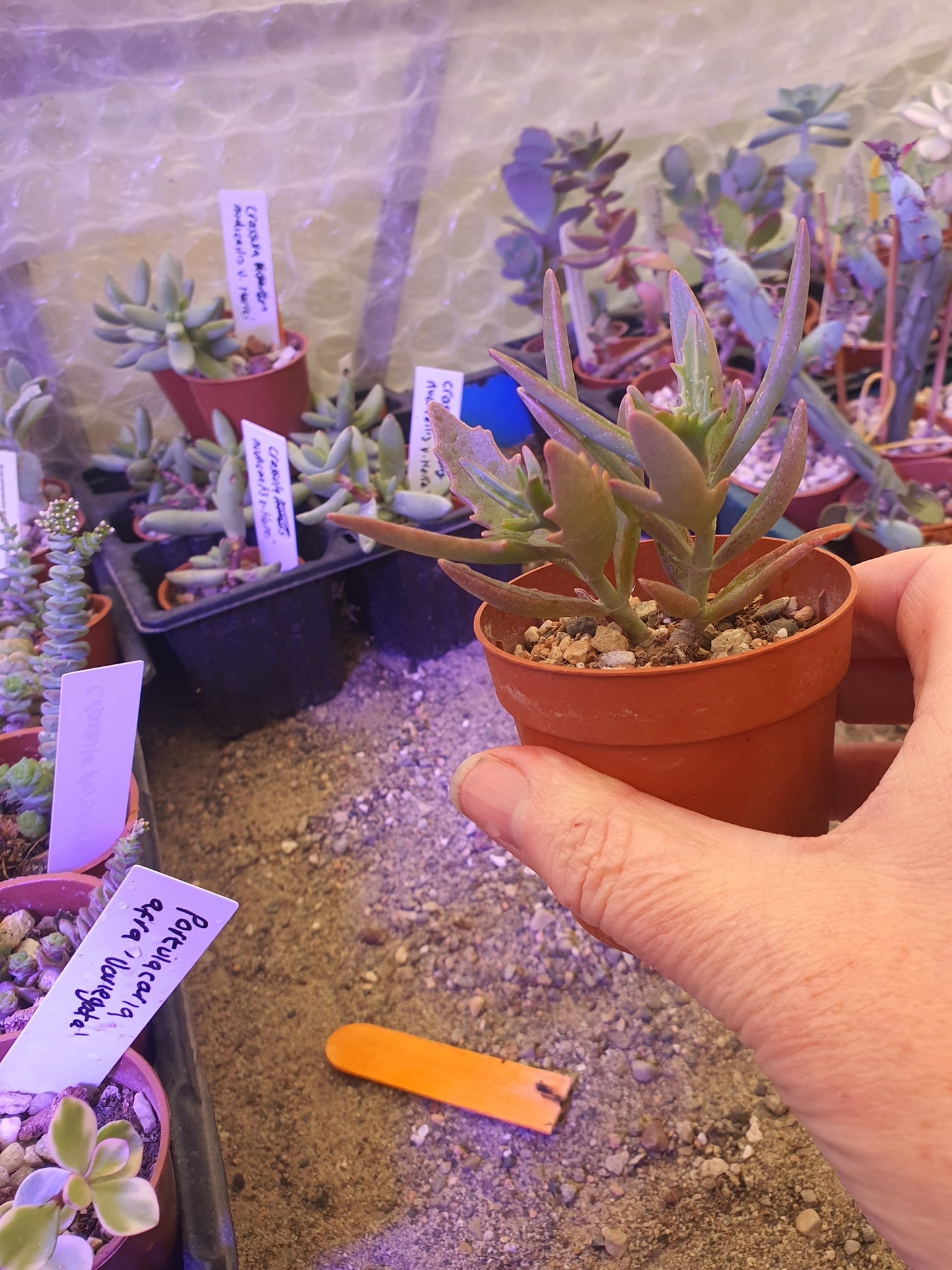 Kalanchoe  x kewensis  (Green spider/ Harpoon Leaf Kalanchoe)