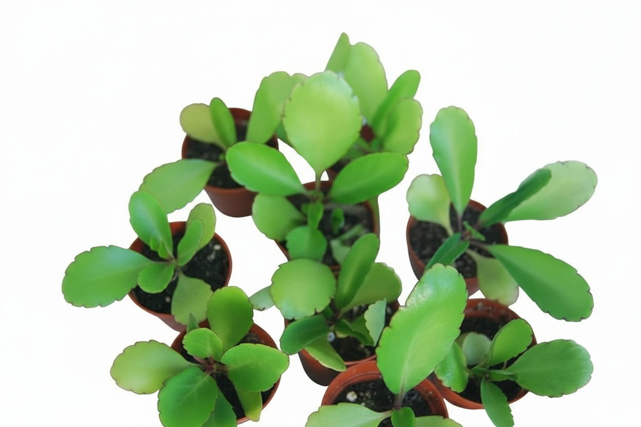 Kalanchoe pinnata