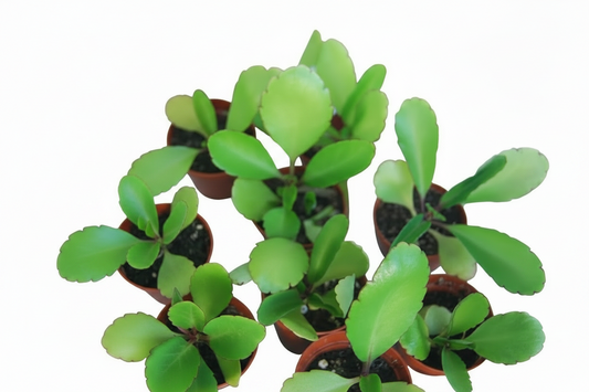 Kalanchoe pinnata