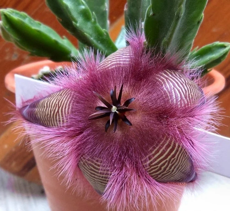 star-fish flower - Carrion Flower