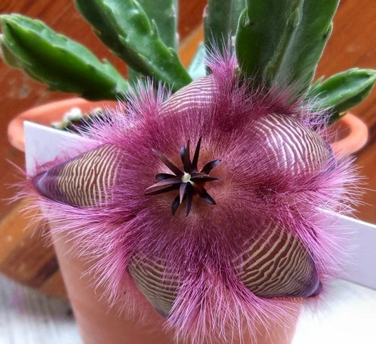 star-fish flower - Carrion Flower