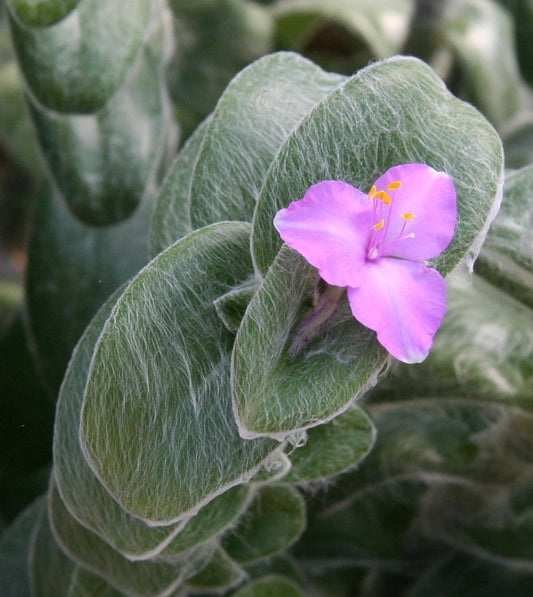 Tradescantia  sillamontana  | White Velvet | (Green form) Fuzzy leaves - Cutting