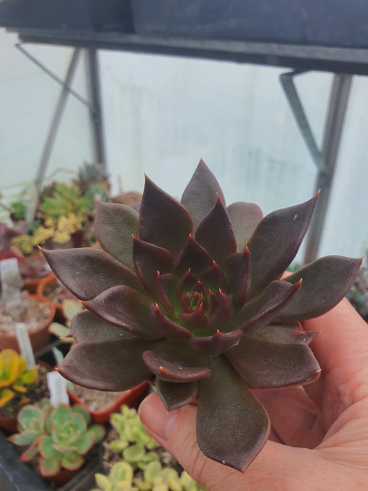 Echeveria (cv) image 0