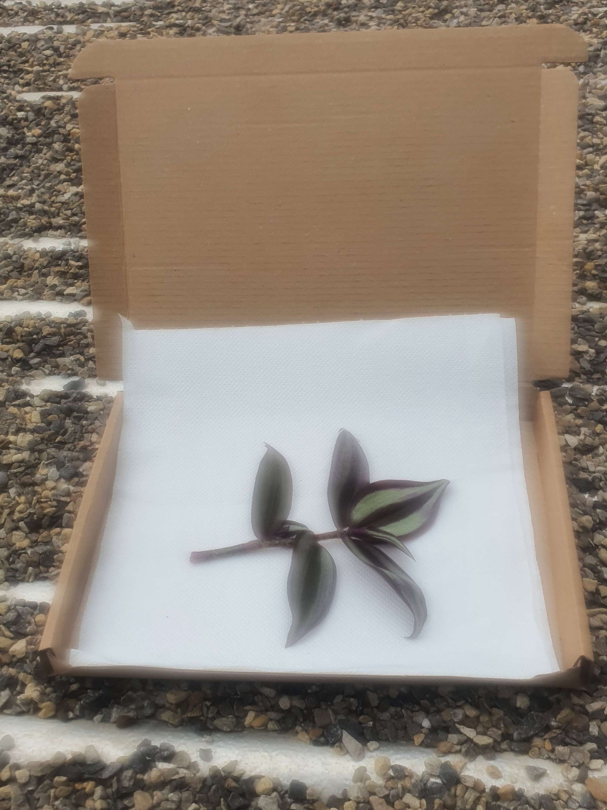 Tradescantia zerbina cv -Cutting image 0