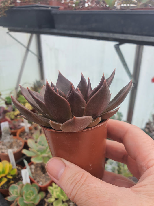 Echeveria (cv) image 1