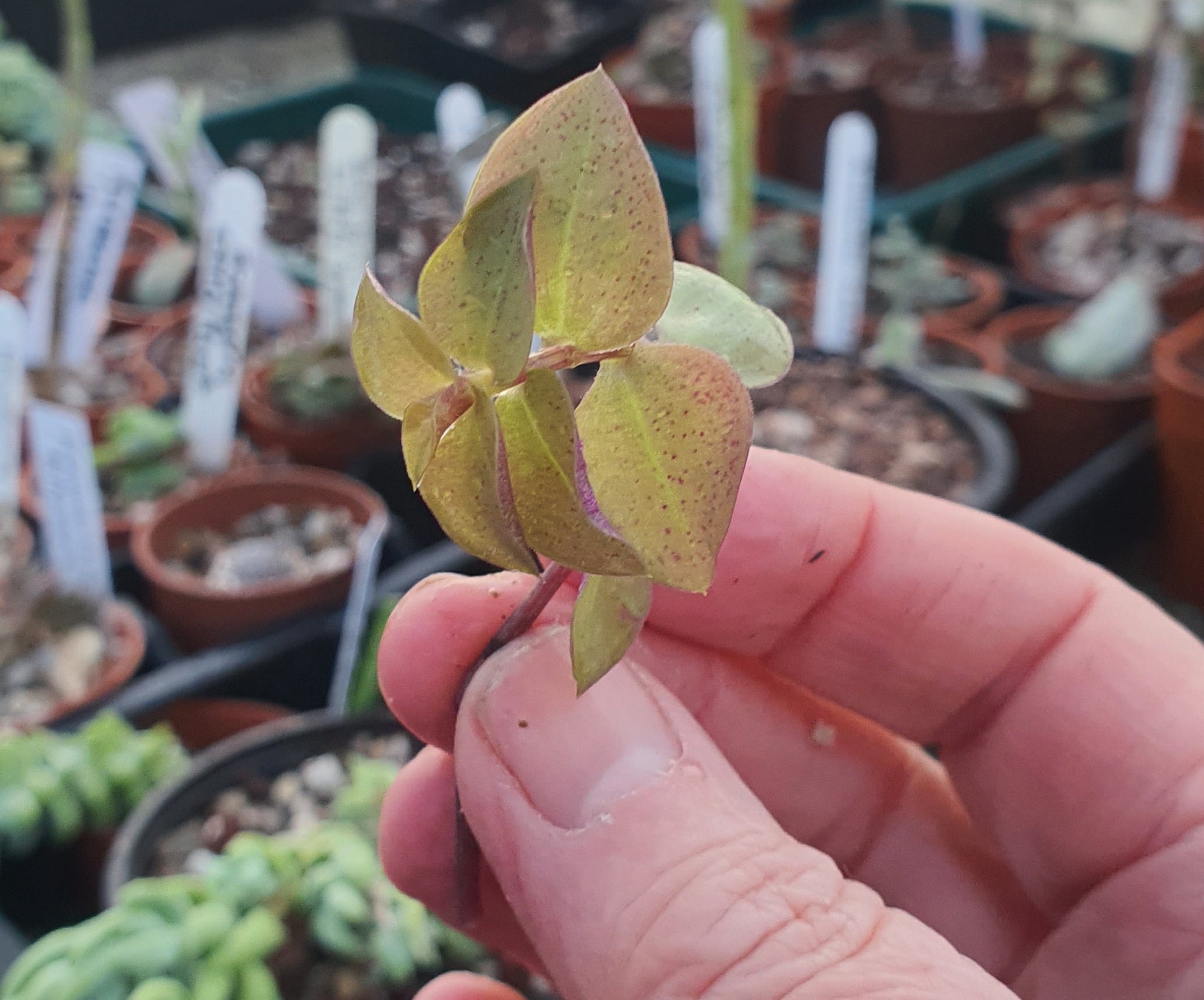 Callisia repens 'Gold'  - Turtle Vine - Stem cuttings (x3) - UK grown houseplant - Barney Plants