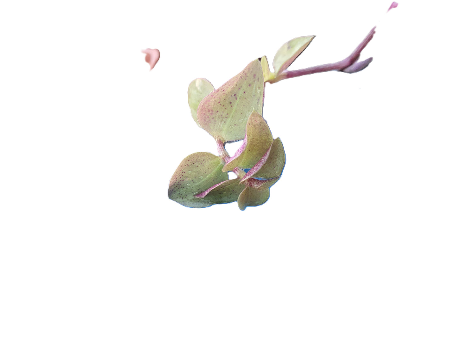 Callisia repens 'Gold'  - Turtle Vine - Stem cuttings (x3)