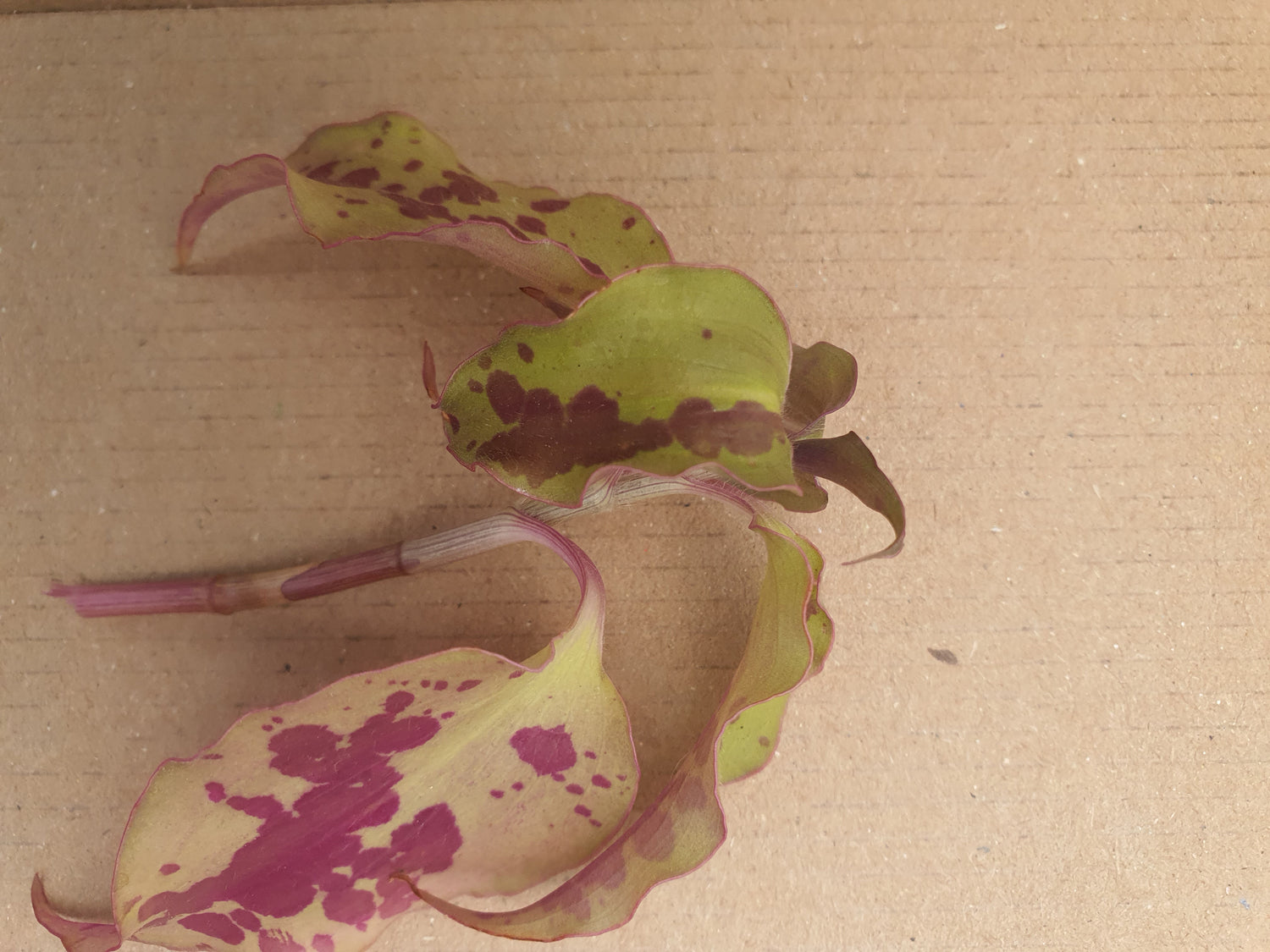 Tinantia  pringlei  - Spotted mexican Wandering Dew  - Cutting image 0