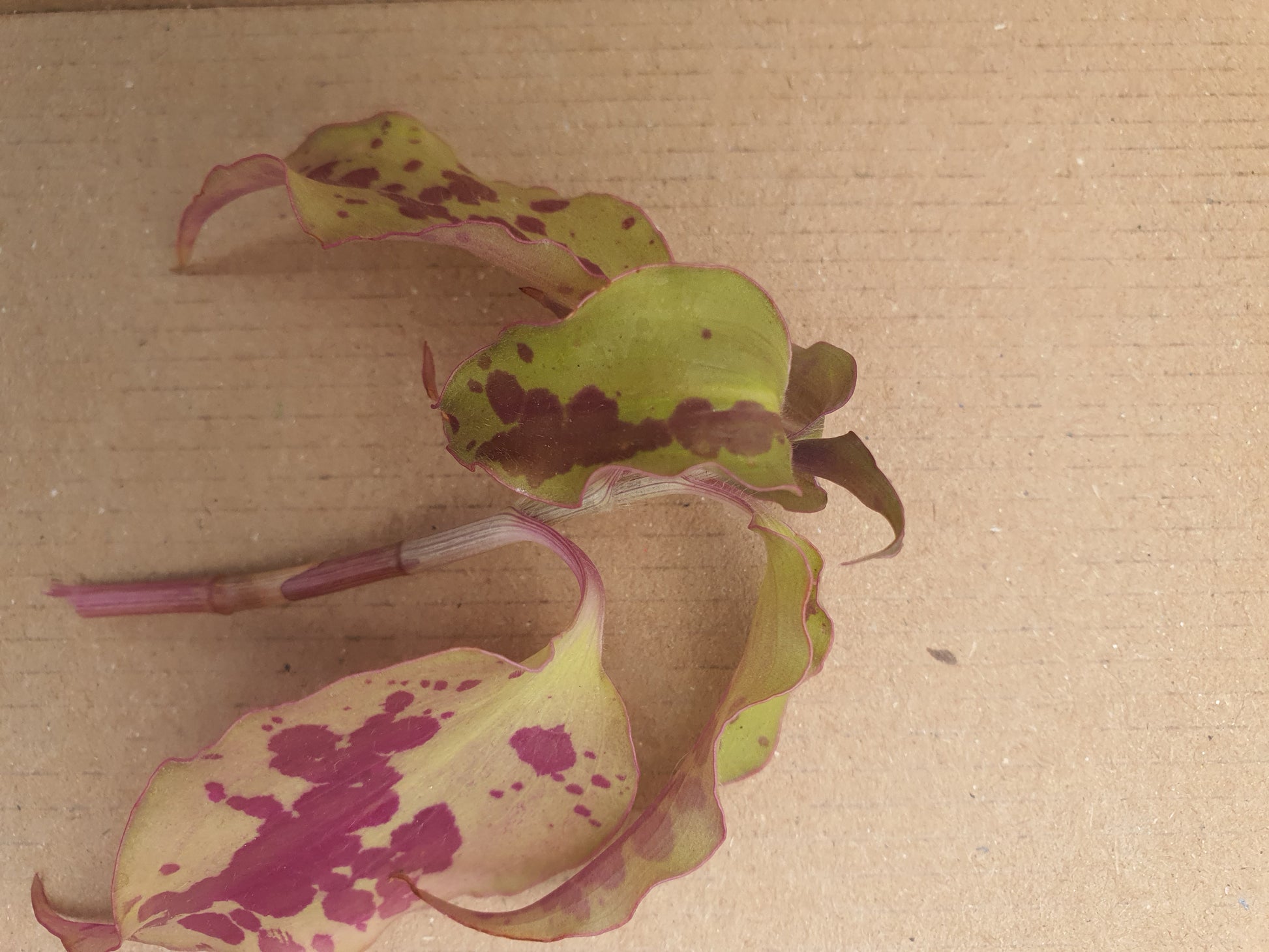 Tinantia  pringlei  - Spotted mexican Wandering Dew  - Cutting image 0