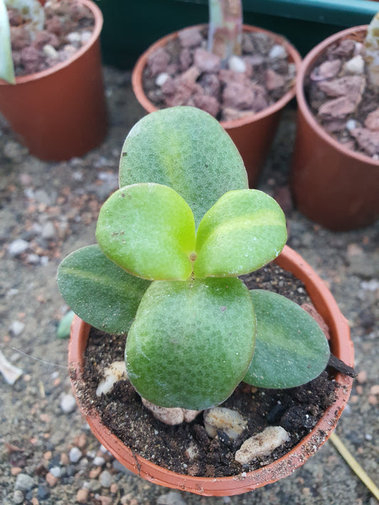 Crassula multicava f. Variegated - Variegated Fairy Crassula