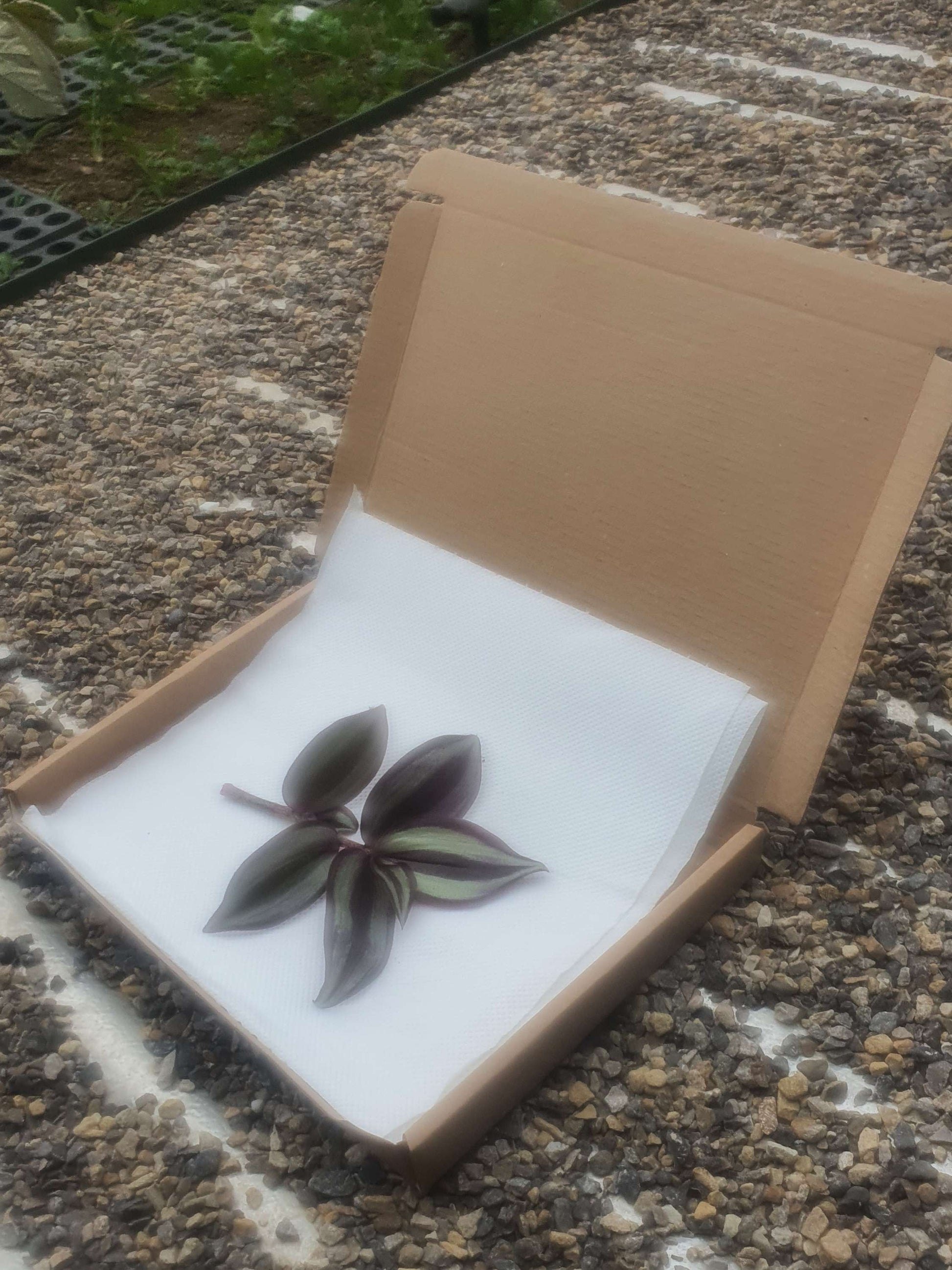 Tradescantia zerbina cv -Cutting image 2
