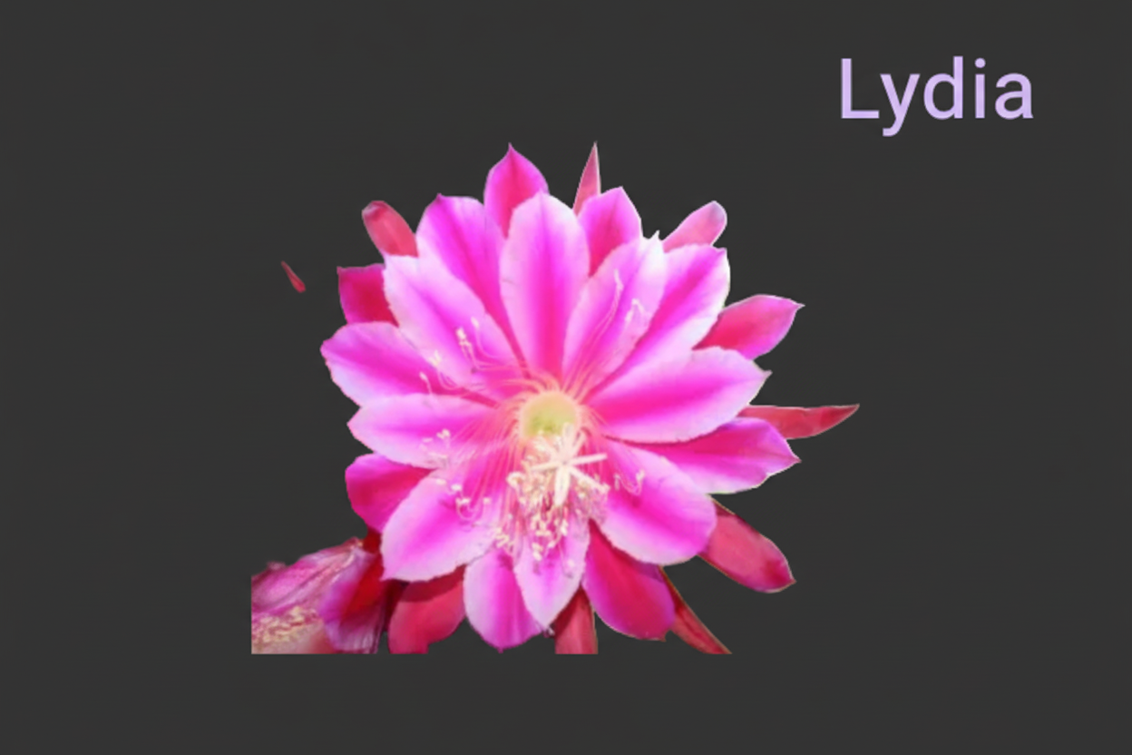Epiphyllum hybrid(s) selection -  Cuttings - UK grown houseplant - Barney Plants
