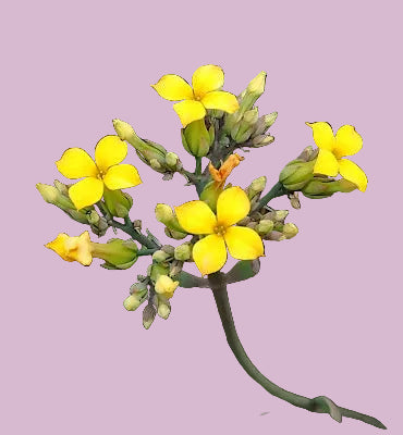 Yellow flowers of  Kalanchoe spathulata var. garambiensis