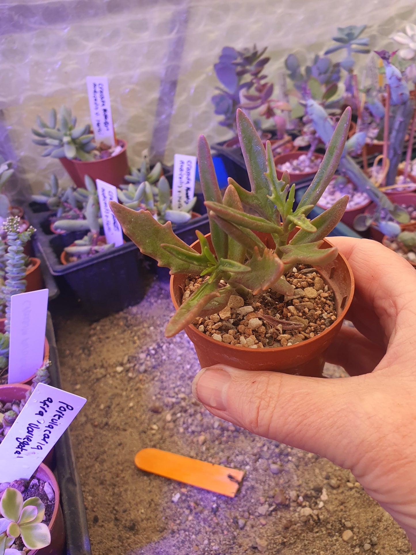 Kalanchoe  x kewensis  (Green spider/ Harpoon Leaf Kalanchoe)