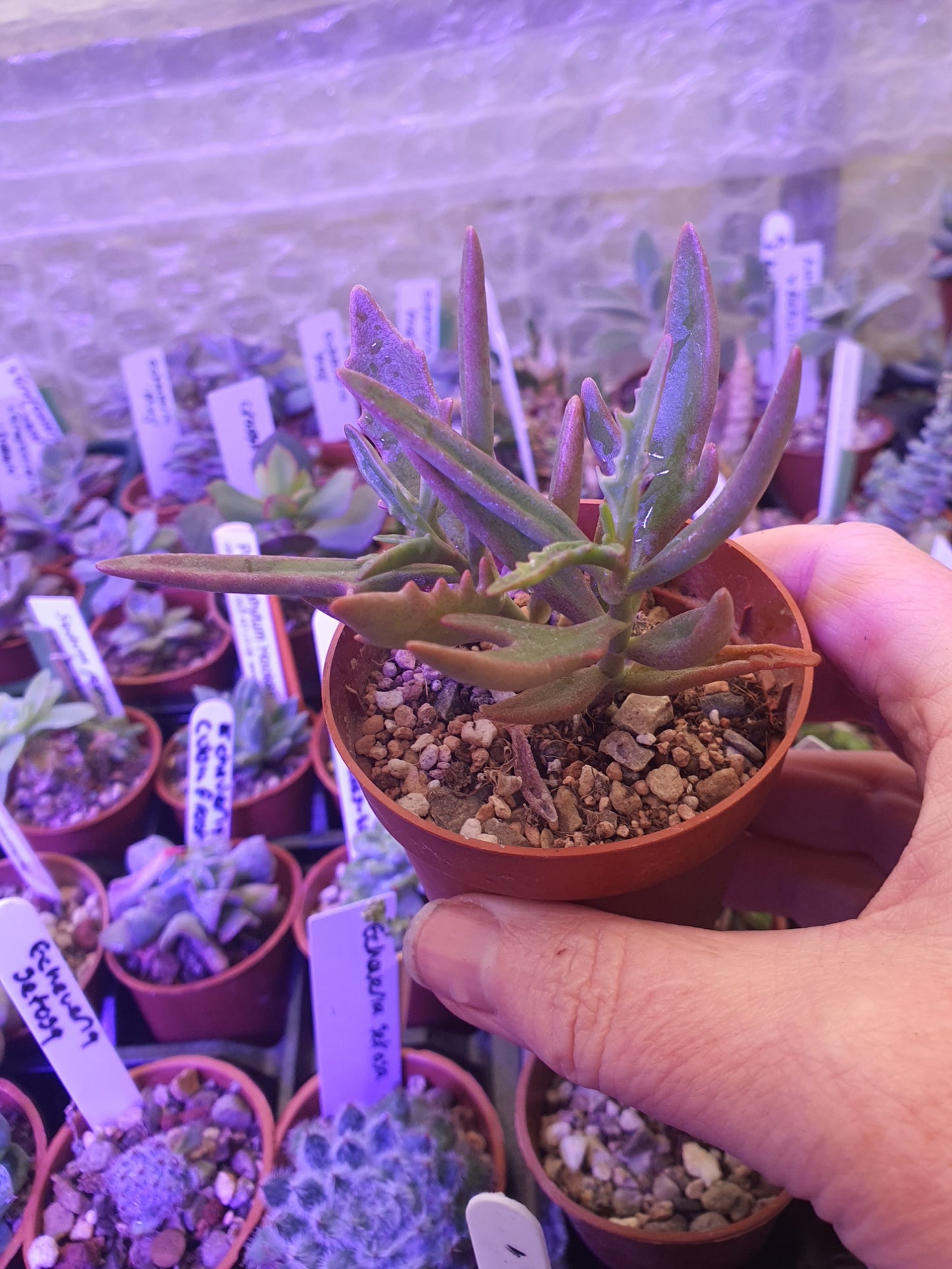 Kalanchoe  x kewensis  (Green spider/ Harpoon Leaf Kalanchoe)