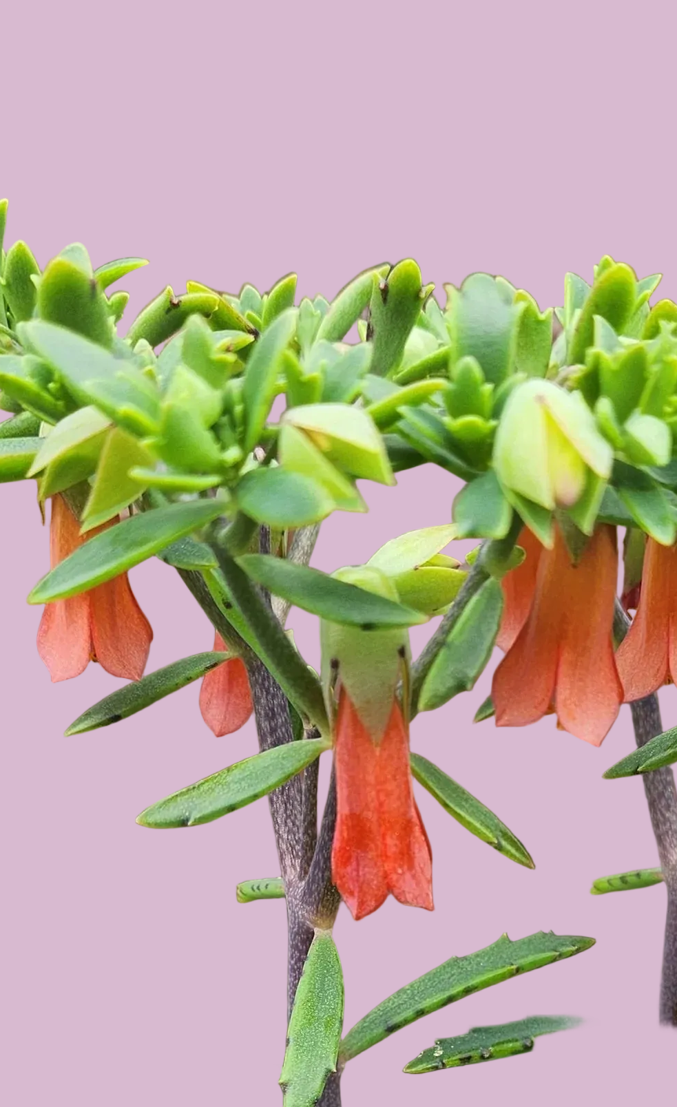 Kalanchoe  x rauhii  / K. rauhi hort. / Lucky Bells