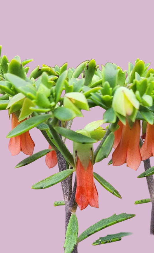 Kalanchoe  x rauhii  / K. rauhi hort. / Lucky Bells