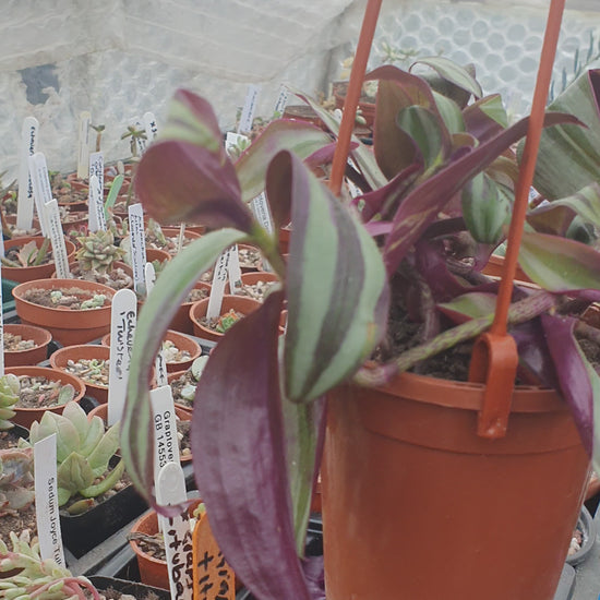 Wandering Dude Silver Smudge