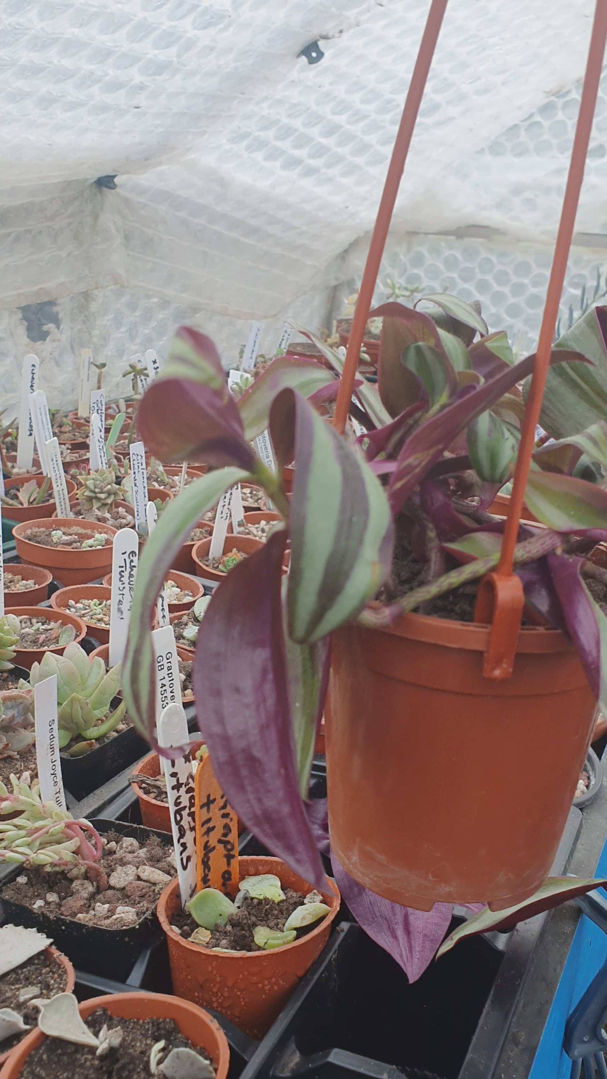 Wandering Dude Silver Smudge