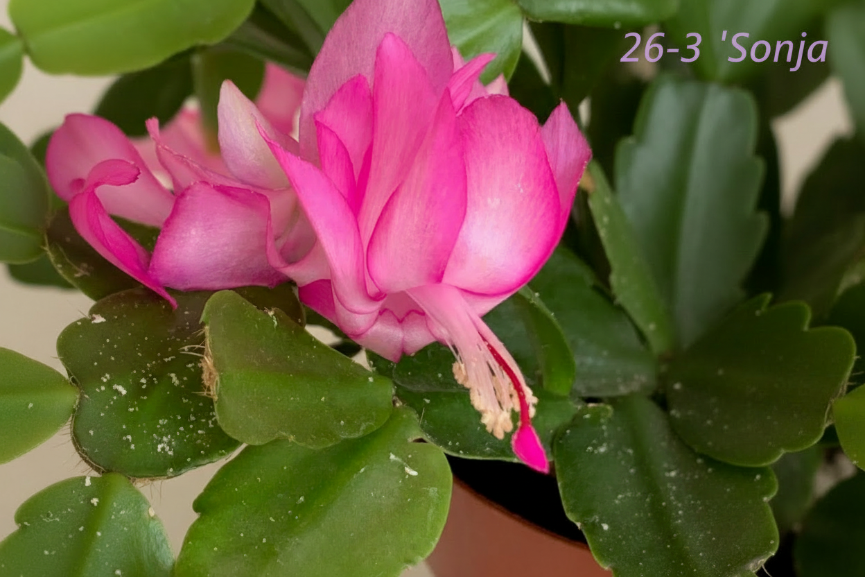 Schlumbergera truncata (False Christmas Cactus)Hybrids Various Colours- Cuttings - UK grown houseplant - Barney Plants