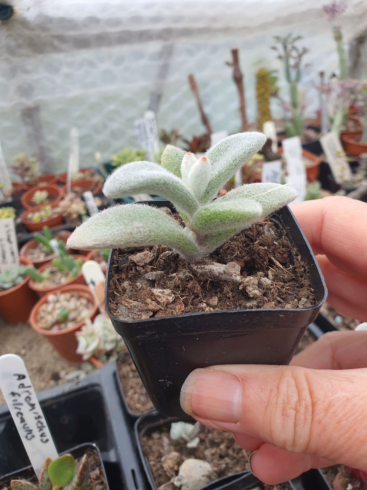 Kalanchoe eriophylla - Snow White Panda Plant
