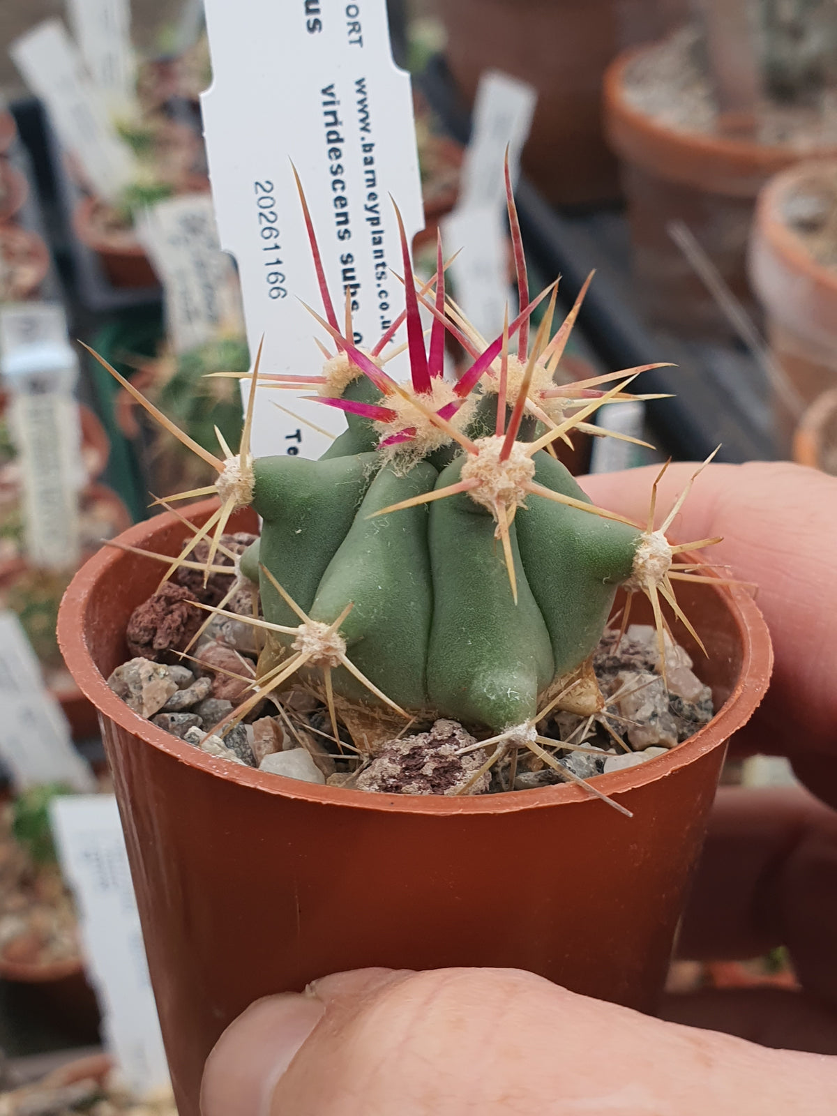 Ferocactus viridescens subs. orcuttii | Coast Barrel Cactus |