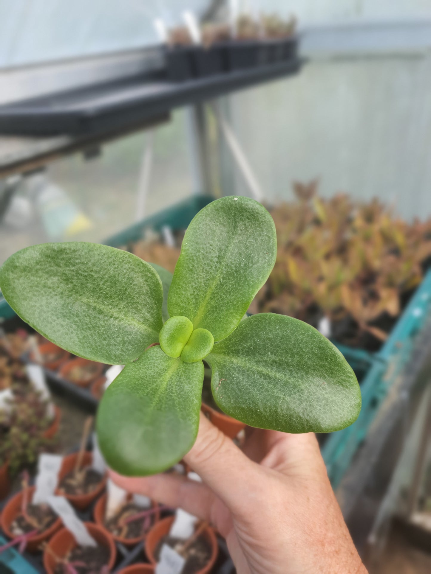 Crassula multicava - Fairy Crassula