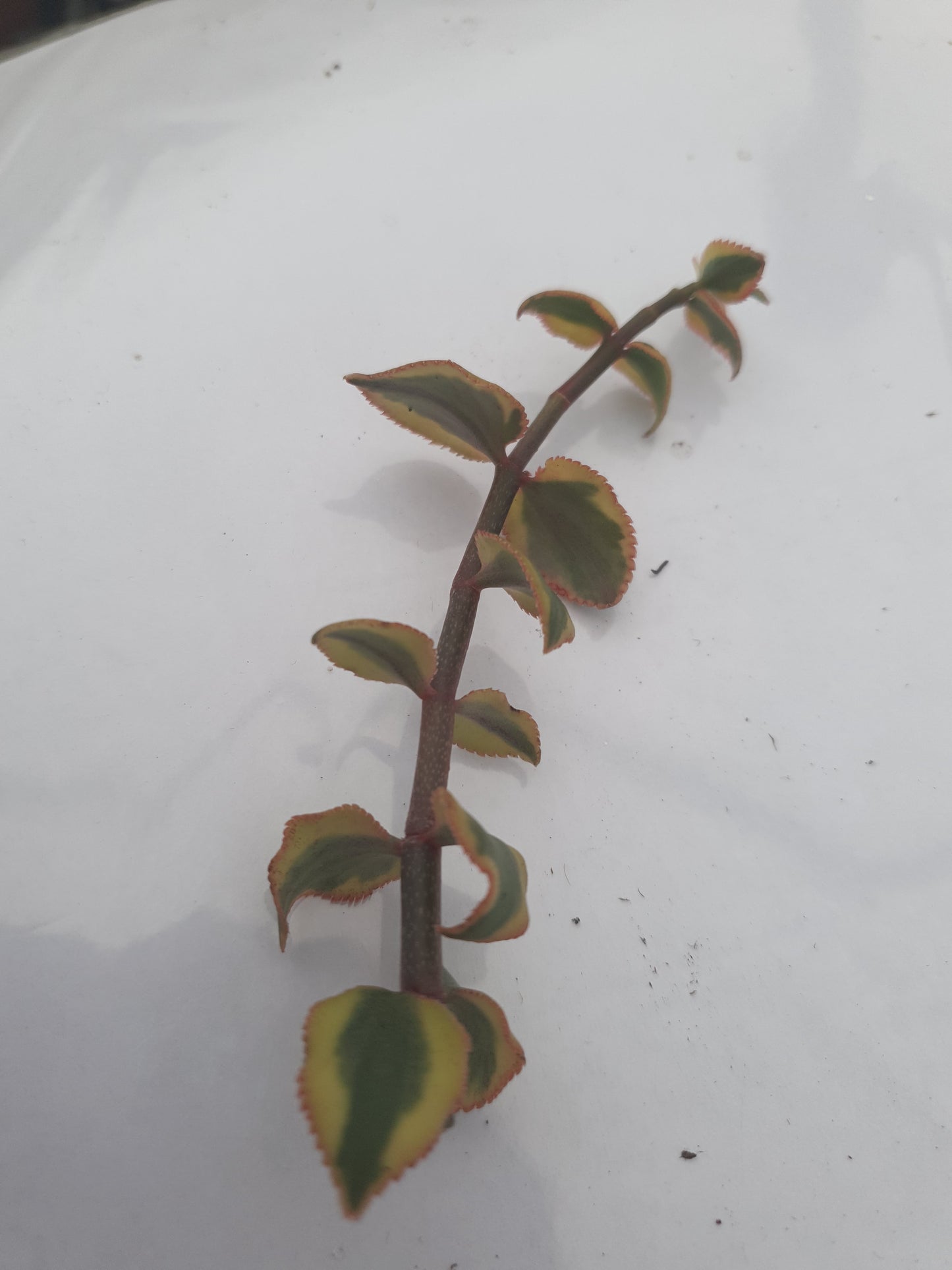 Crassula sarmentosa f. Variegata - Variegated Trailing Jade Succulent - Cutting