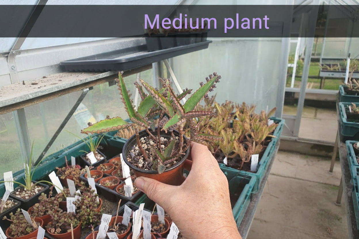 kalanchoe dia