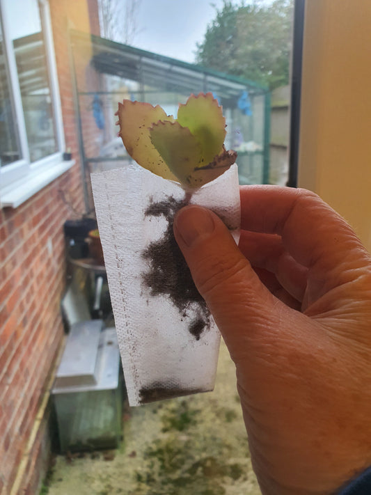 Kalanchoe pinnata (Miracle Leaf Plant) Plug plant