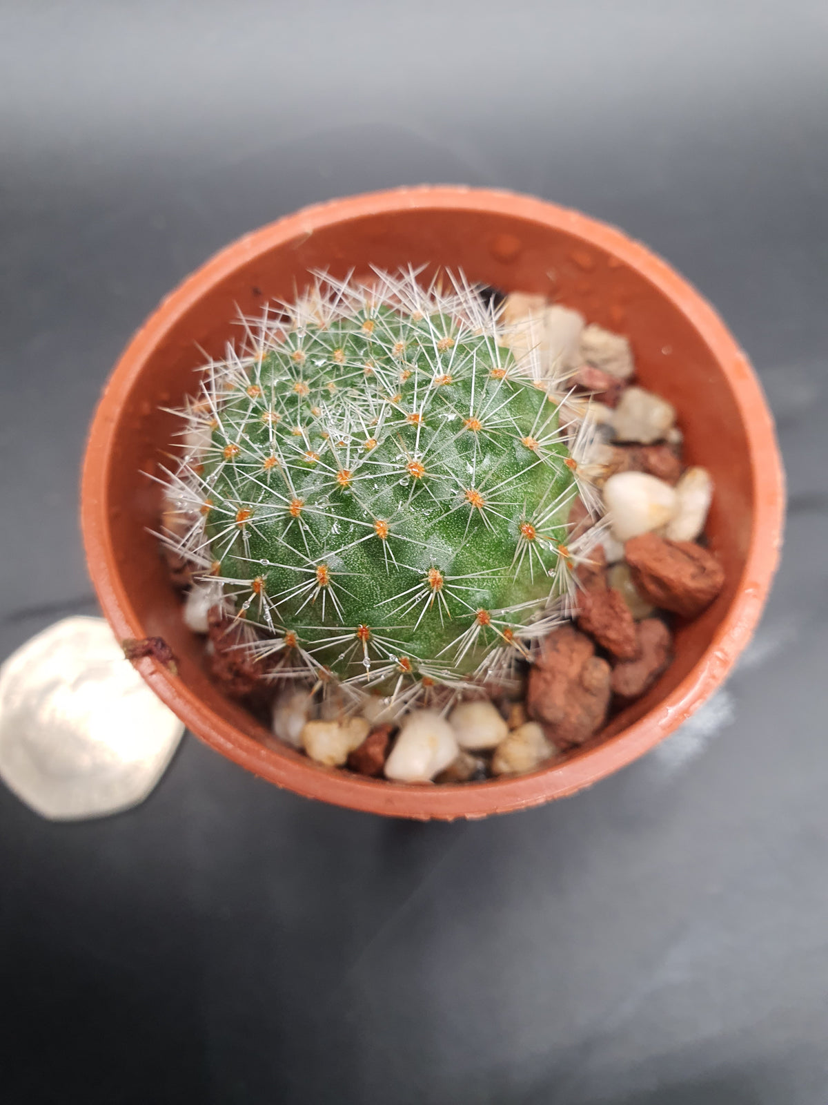 Echinopsis ancistrophora subs. cardenasiana - (Lobivia cardenasiana)