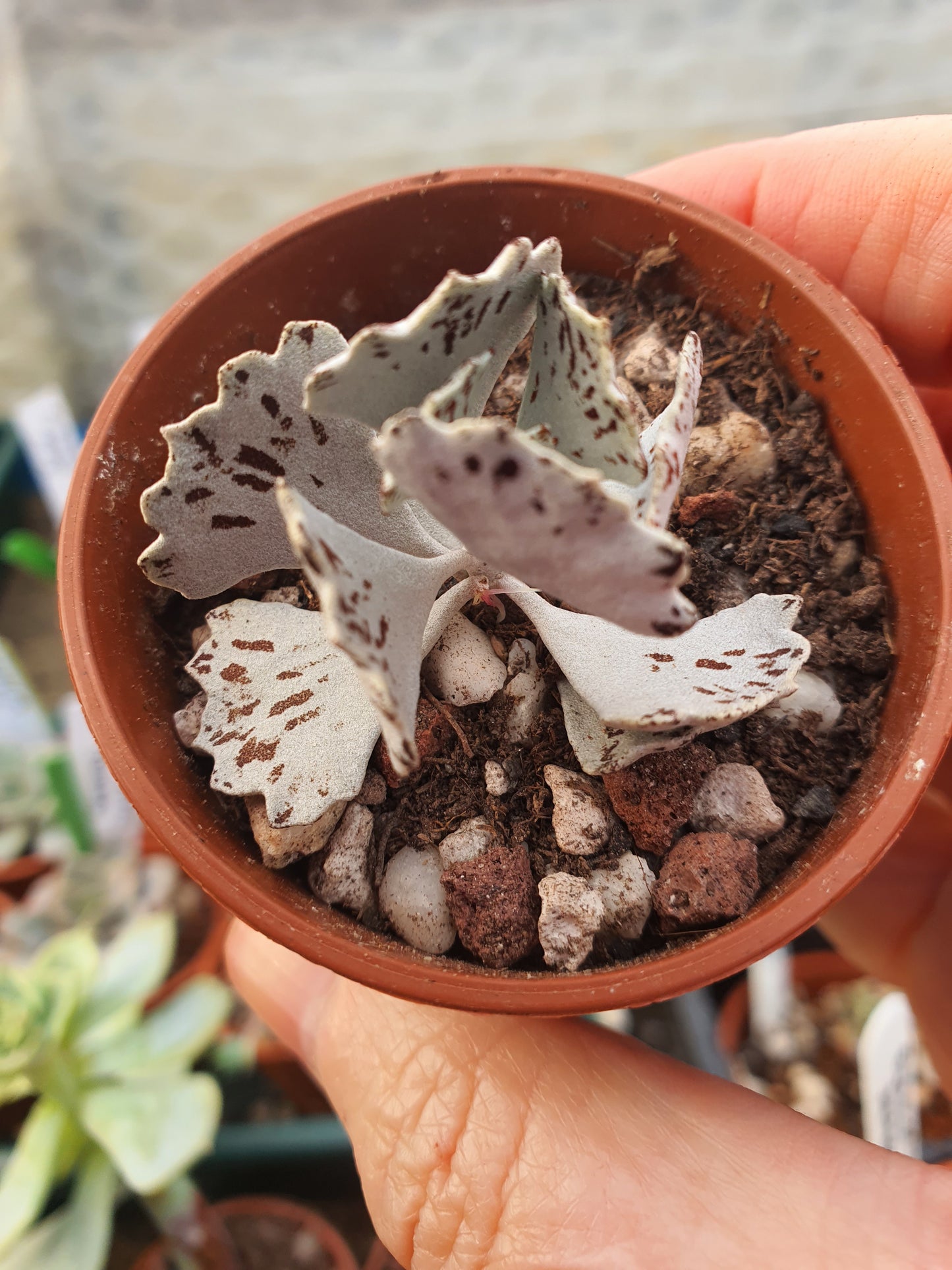 Kalanchoe rhombopilosa ( Pies from Heaven)plant