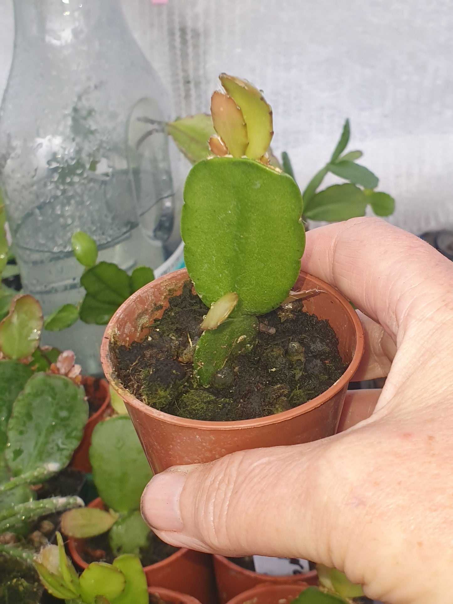 Schlumbergera gaertneri - Easter Cactus - Plant