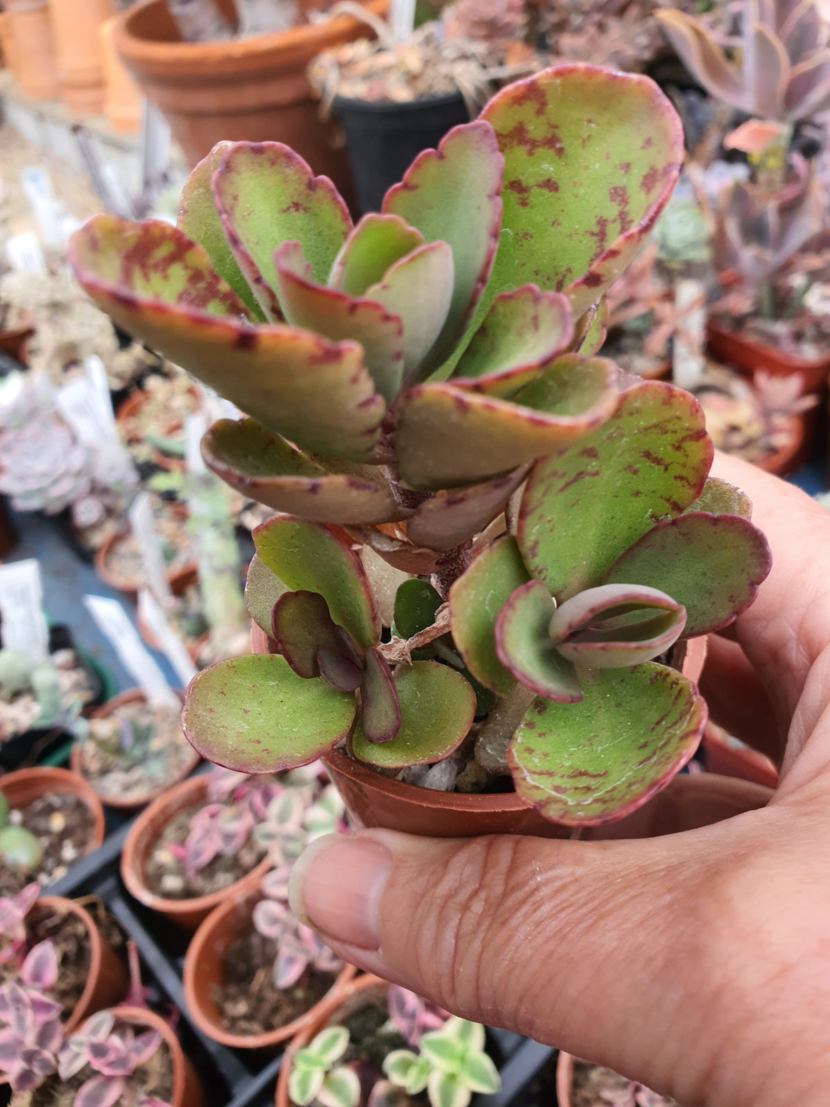 Kalanchoe  'Sunny Mix'