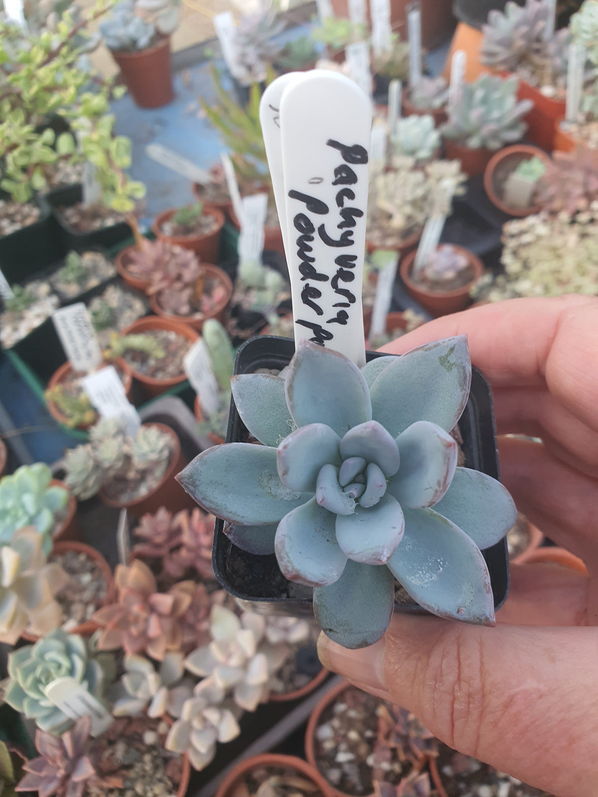 xPachyveria 'Powder Puff'