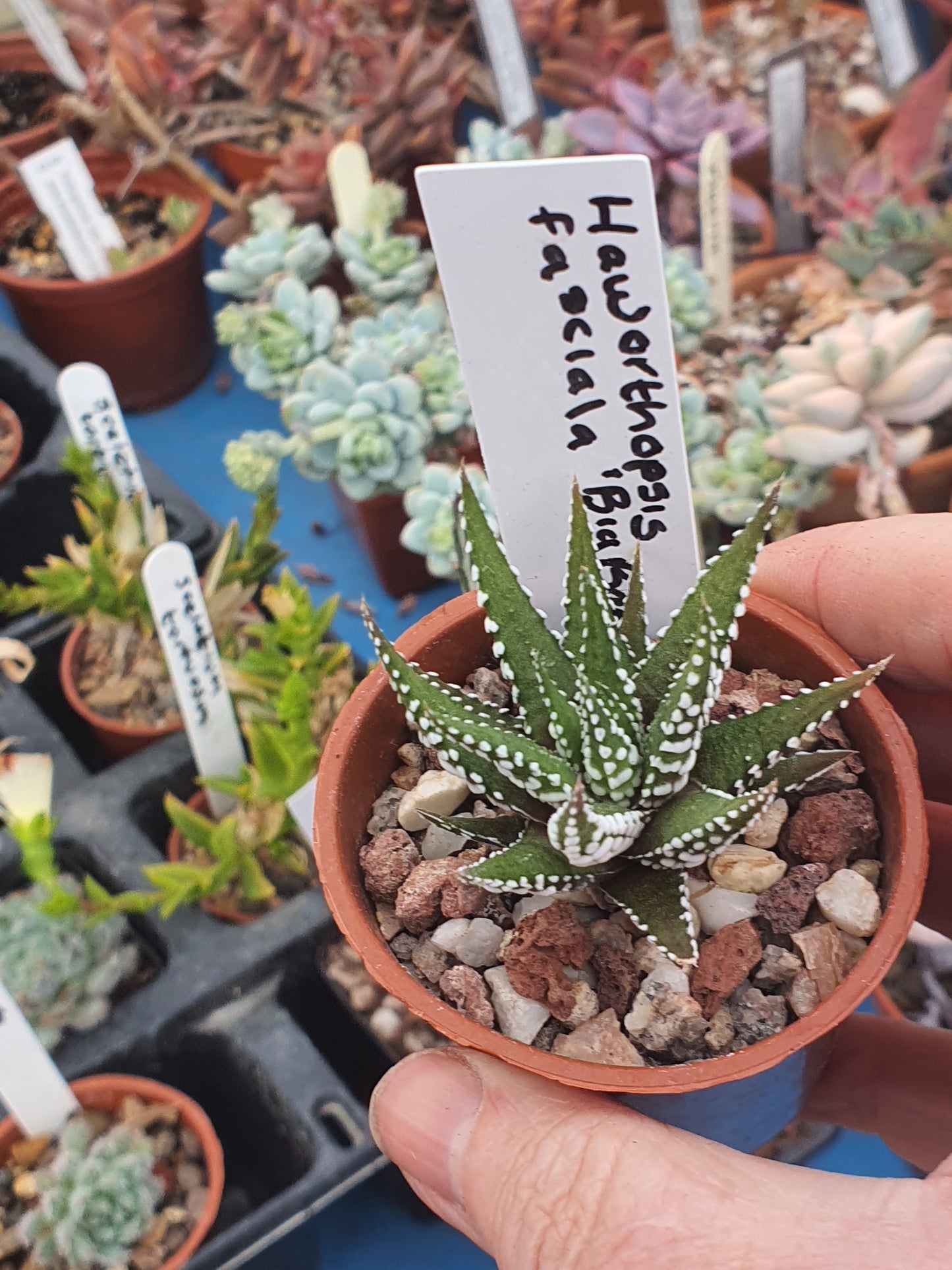 Haworthiopsis fasciala 'Big Band' | Little Zebra Plant - UK grown houseplant - Barney Plants