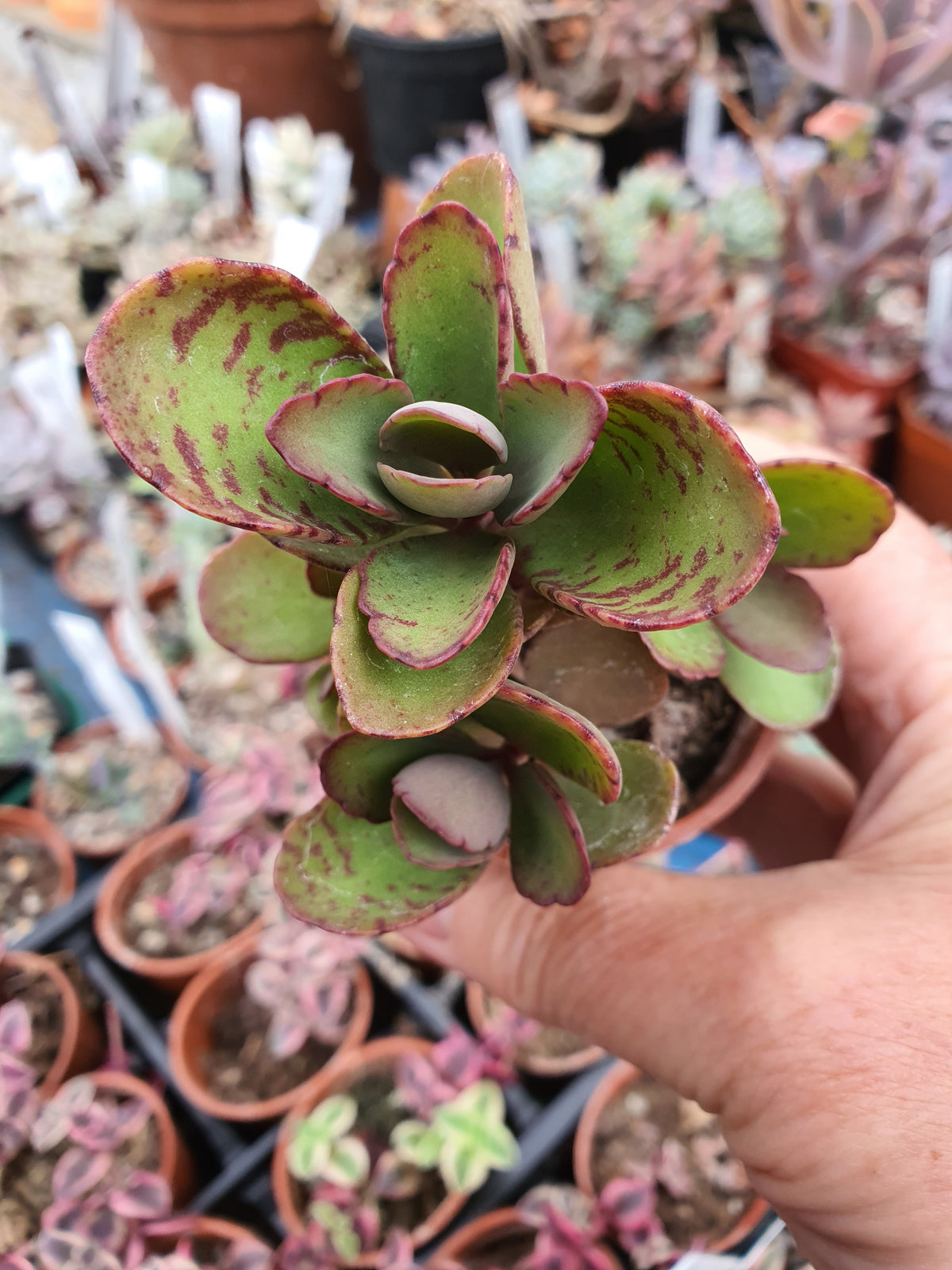 Kalanchoe  'Sunny Mix'