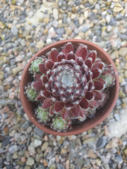 Sempervivum 'Mayfair' | House Leek | Hens and Chicks | Hardy