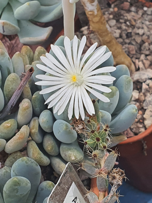 Trichodiadema densum - Desert Rose - Pink Flowers | UK Grown