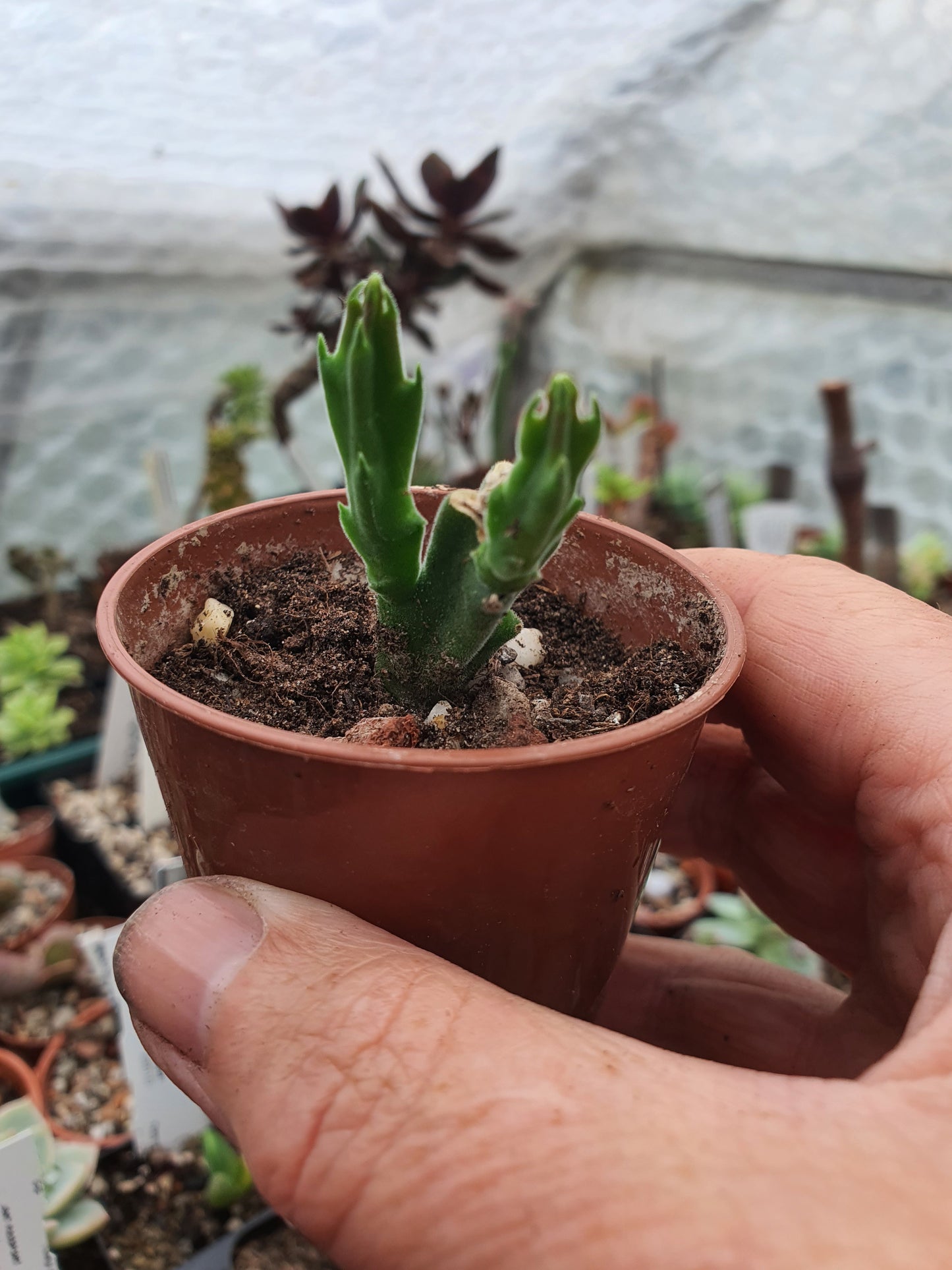 Stapelia hirsuta   | Star-Fish flower | Carrion Flower