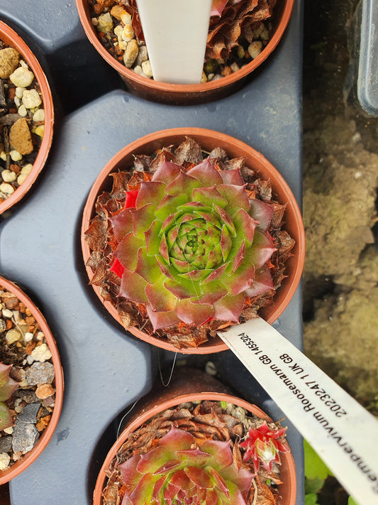 Sempervivum Roosemaryn (House Leek)