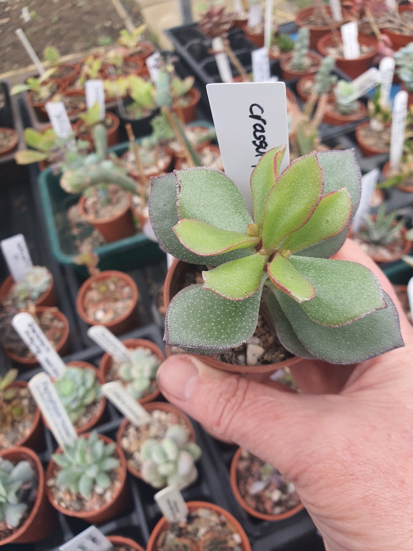 Crassula  arborescens cv — Silver Jade plant / Chinese Jade