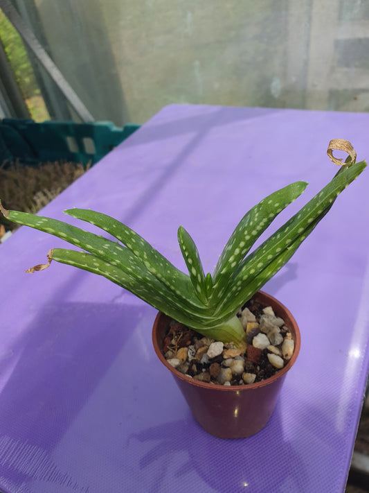 Aloe vera - Succulent