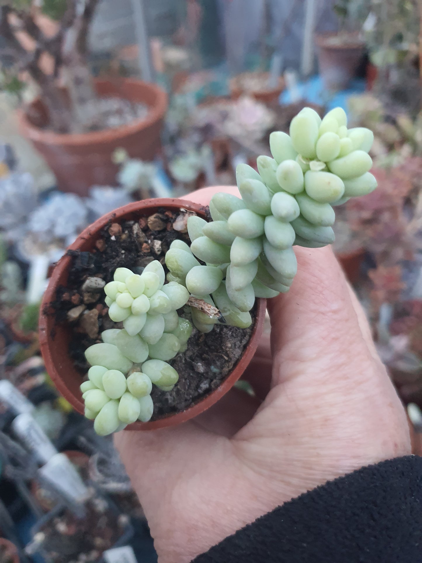 Sedum morganianum 'Burrito' | Baby Burro's Tail - Plant