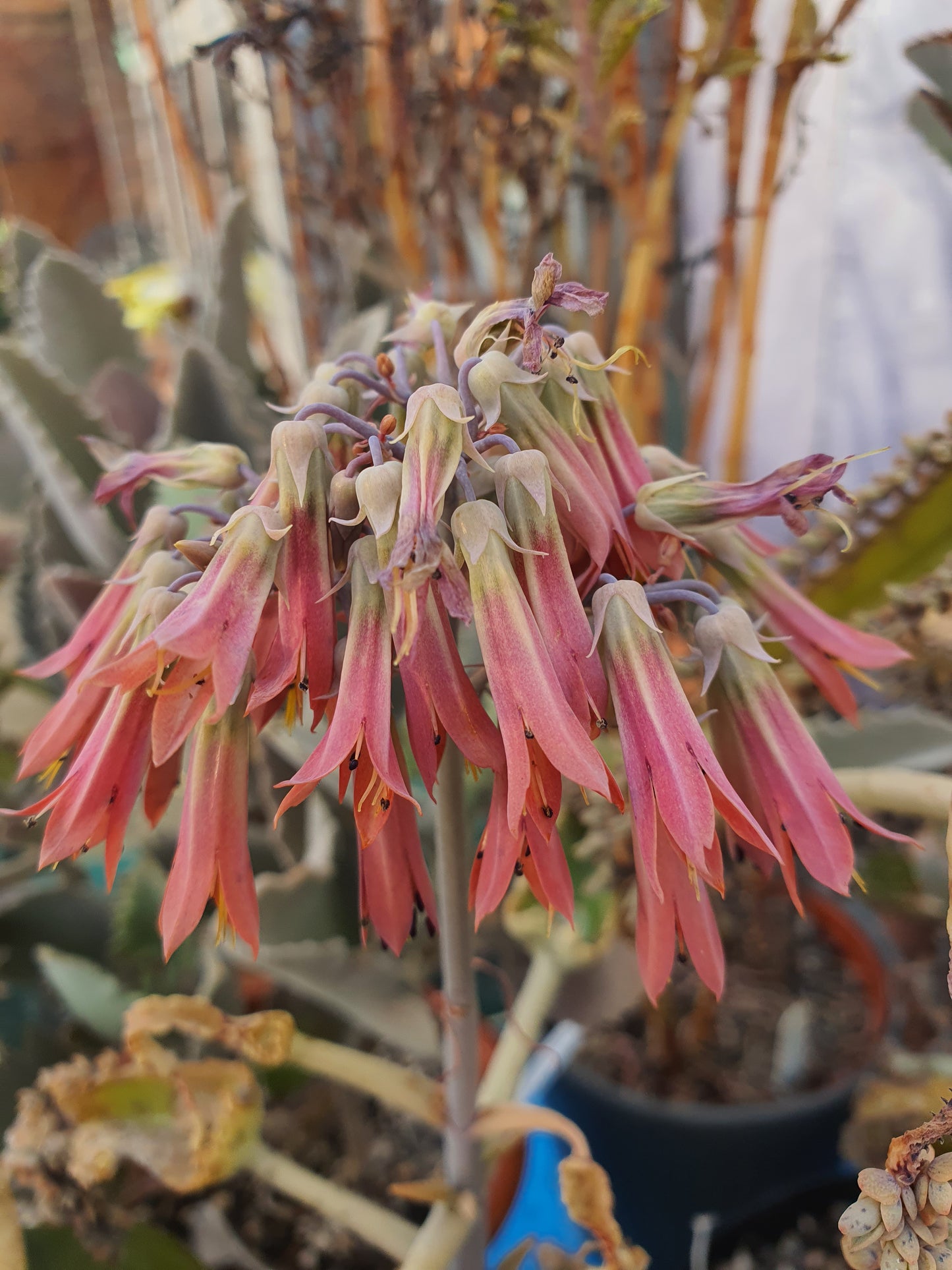 Kalanchoe 'Octopus' (Rare  Mother of thousands 'Octopus' ) - UK grown houseplant - Barney Plants