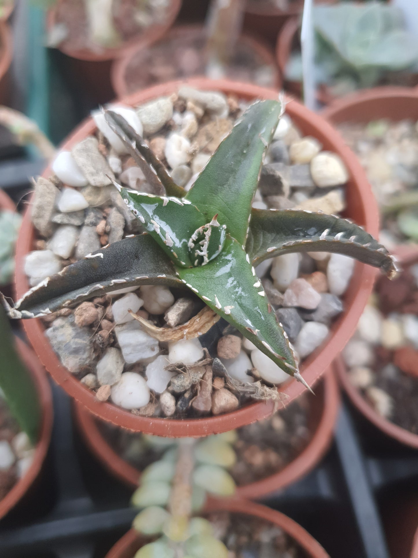 Agave victoriae-reginae - Queen Victoria Agave